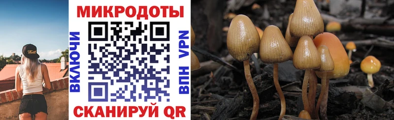закладки  Сураж  Псилоцибиновые грибы мухоморы 